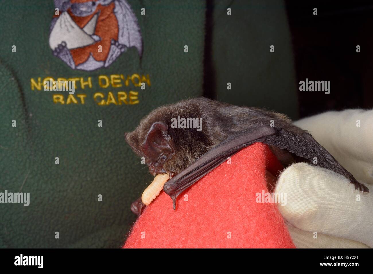 Barbastelle bat (Barbastella barbastellus) una rara bat NEL REGNO UNITO, mangiando un Waxworm presso la North Devon Bat cura, Barnstaple, Devon, Regno Unito, ottobre. Foto Stock