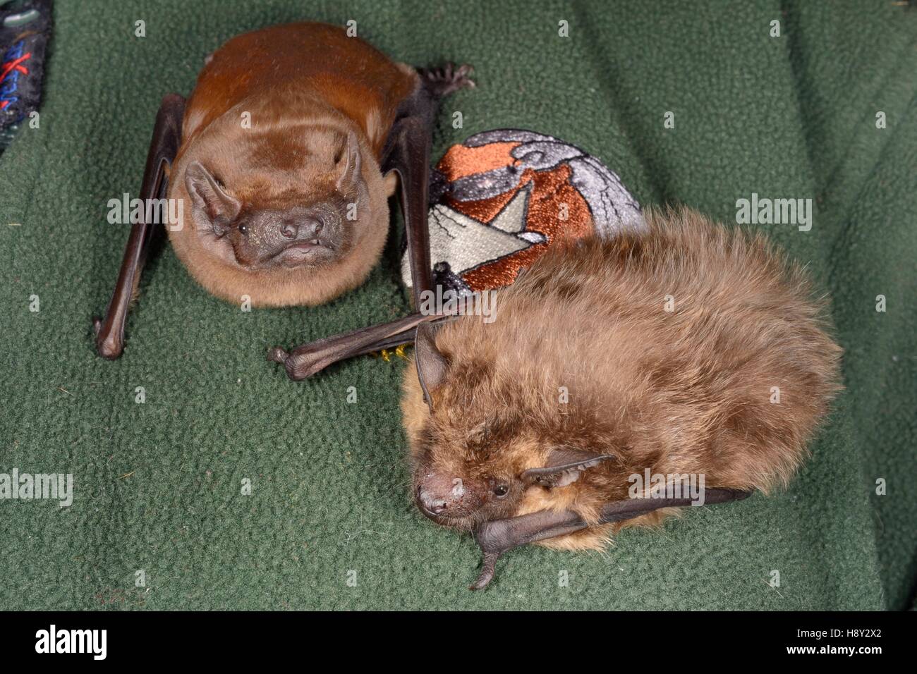 Samantha Pickering con Noctule (Nyctalus noctula) e subedema pipistrelli (Eptesicus serotinus) sul suo petto a North Devon Bat cura. Foto Stock