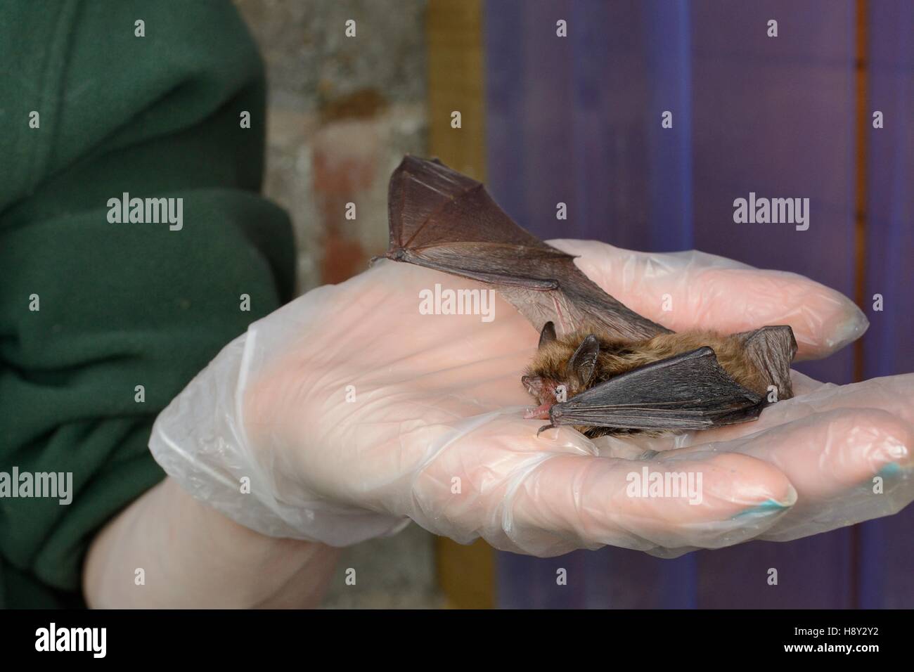 Salvato Whiskered bat (Myotis mystacinus) avente il suo recupero e la possibilità di volare testati in una gabbia di volo prima del rilascio. Foto Stock