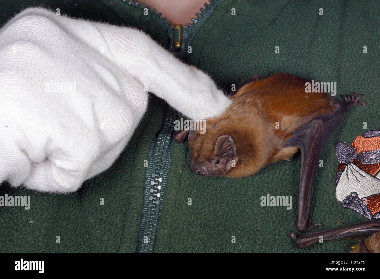 Samantha Pickering accarezzare un Noctule bat (Nyctalus noctula) come si aggrappa al petto presso il suo centro di salvataggio, North Devon Bat cura, Devon, Regno Unito, ottobre. Foto Stock