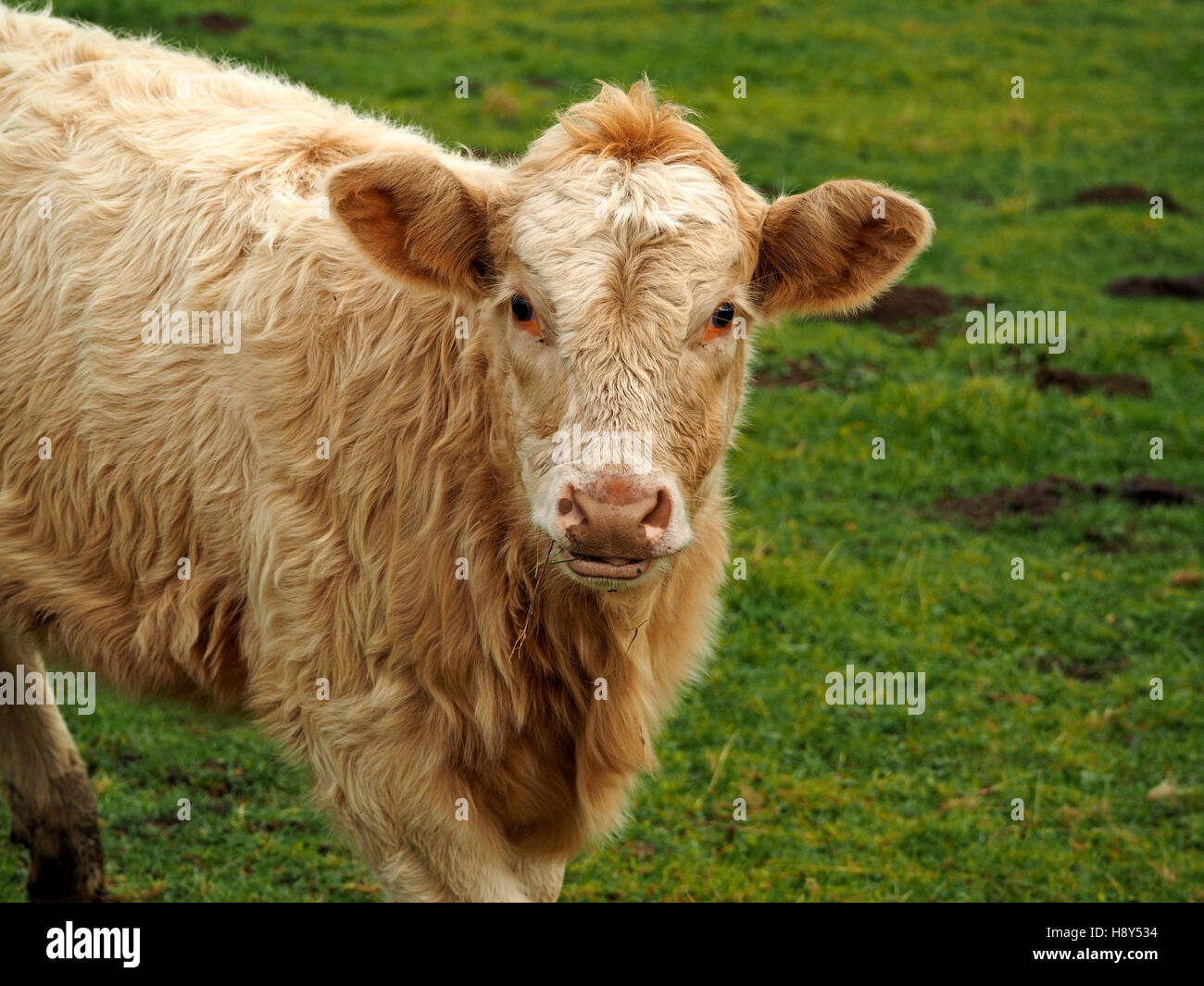 Bionda capelli lunghi di masticazione di vitello cud con soulful espressione senza i marchi auricolari guarda la lente dal campo erboso Foto Stock
