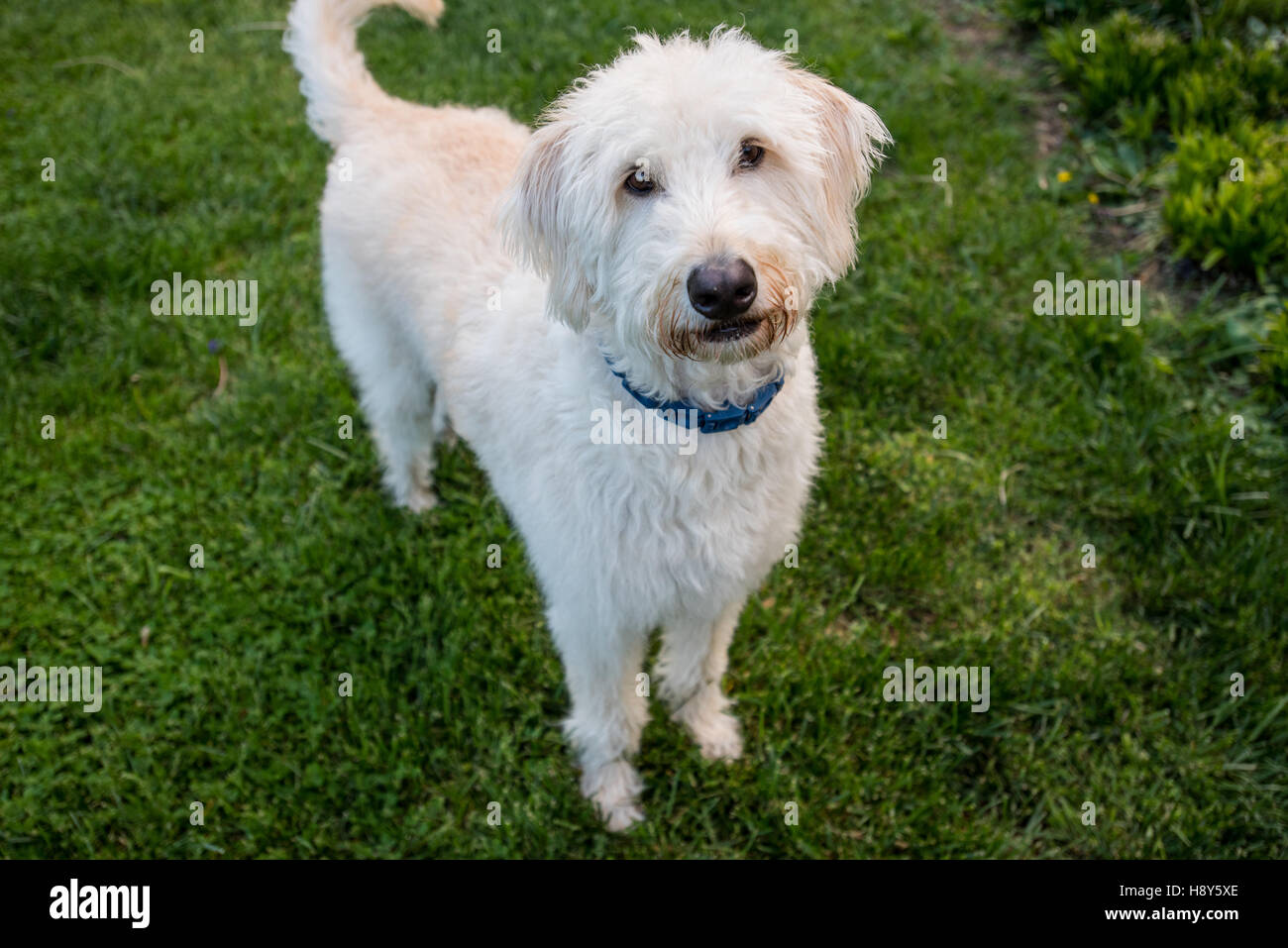 Labradoodle sorge e guarda la fotocamera con un erba verde sullo sfondo Foto Stock
