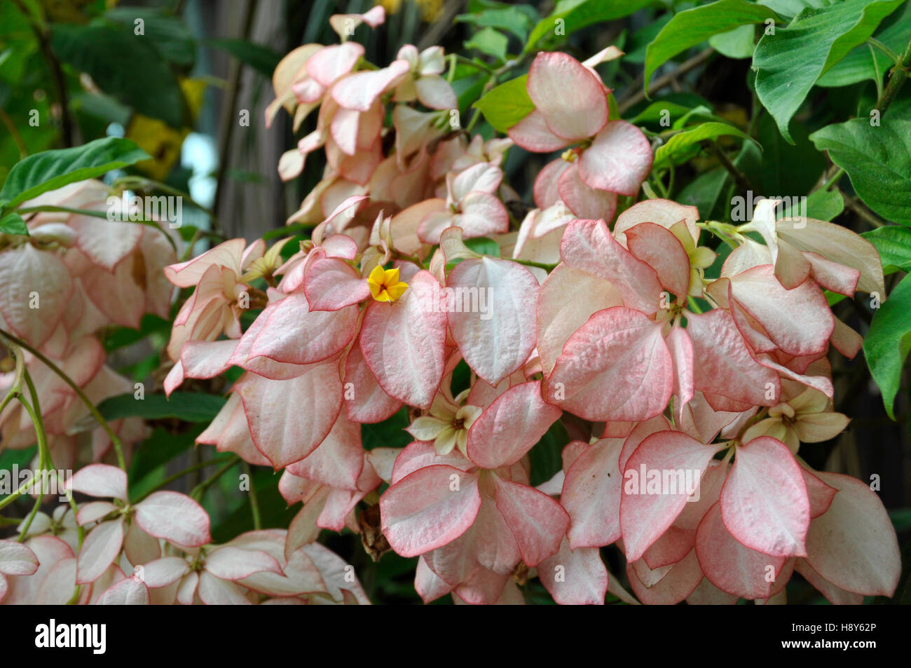 Erythrophylla Mussaenda (Queen Sirikit) Foto Stock