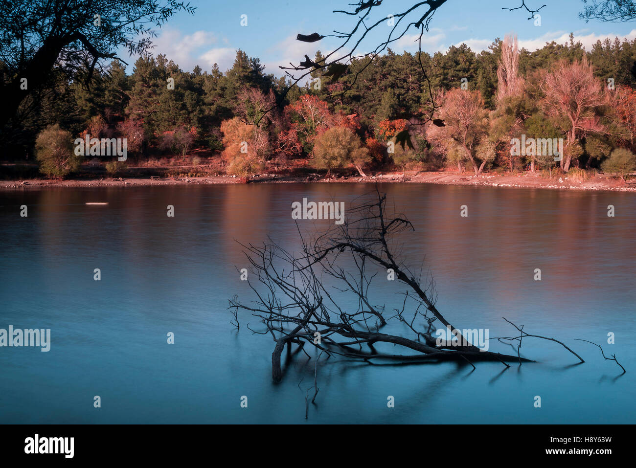 Silhouette rami nel lago e alberi sullo sfondo. La stagione è autmn. Foto Stock
