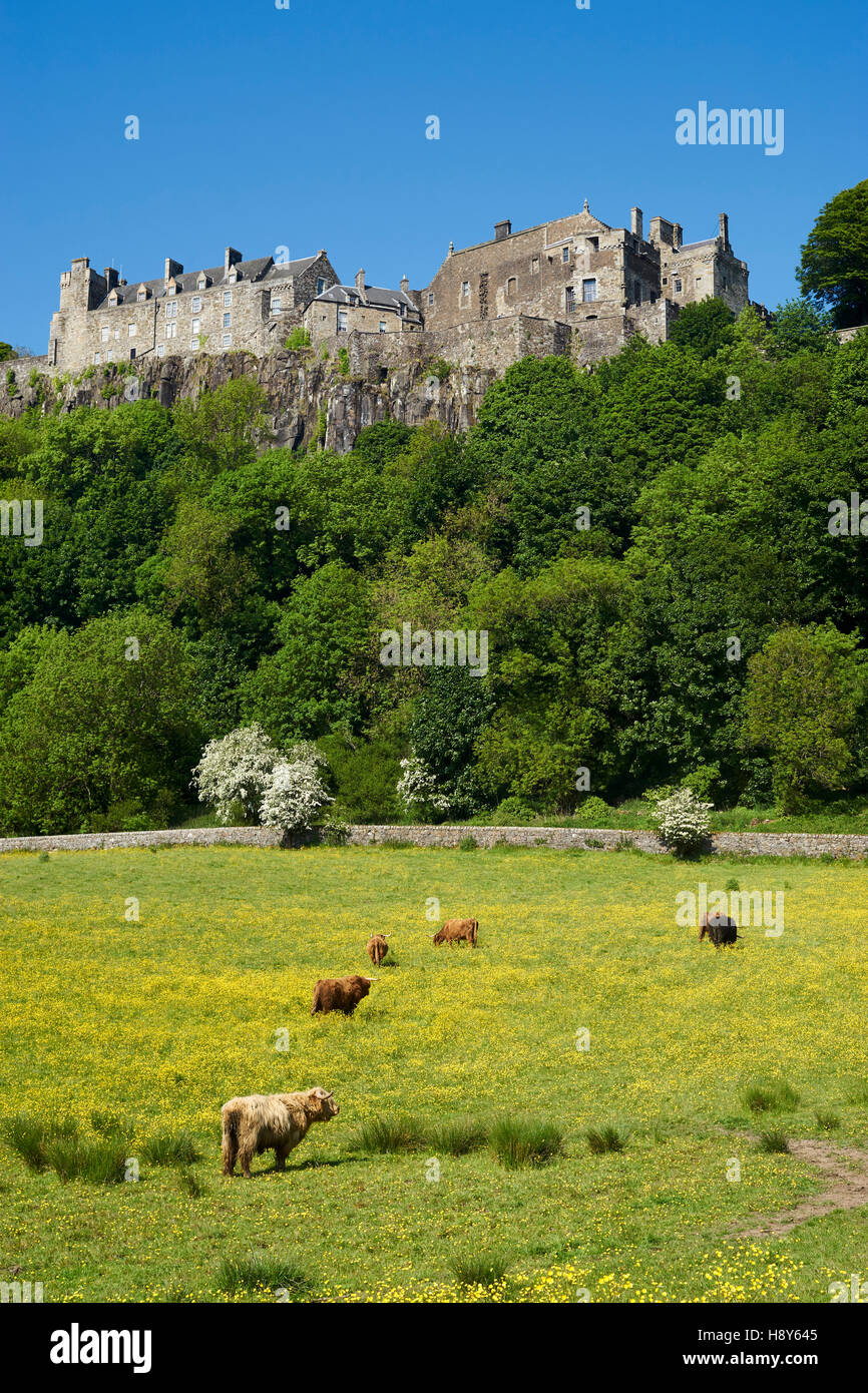 Il Castello di Stirling al di sopra di un campo di Highland bovini in un campo di ranuncolo, Scozia Foto Stock