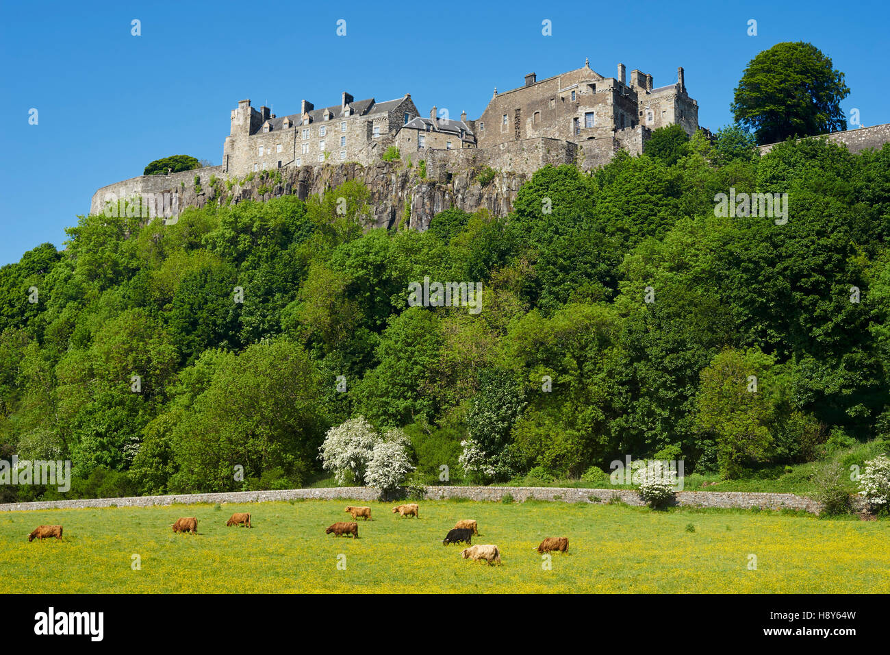 Il Castello di Stirling al di sopra di un campo di Highland bovini in un campo di ranuncolo, Scozia Foto Stock