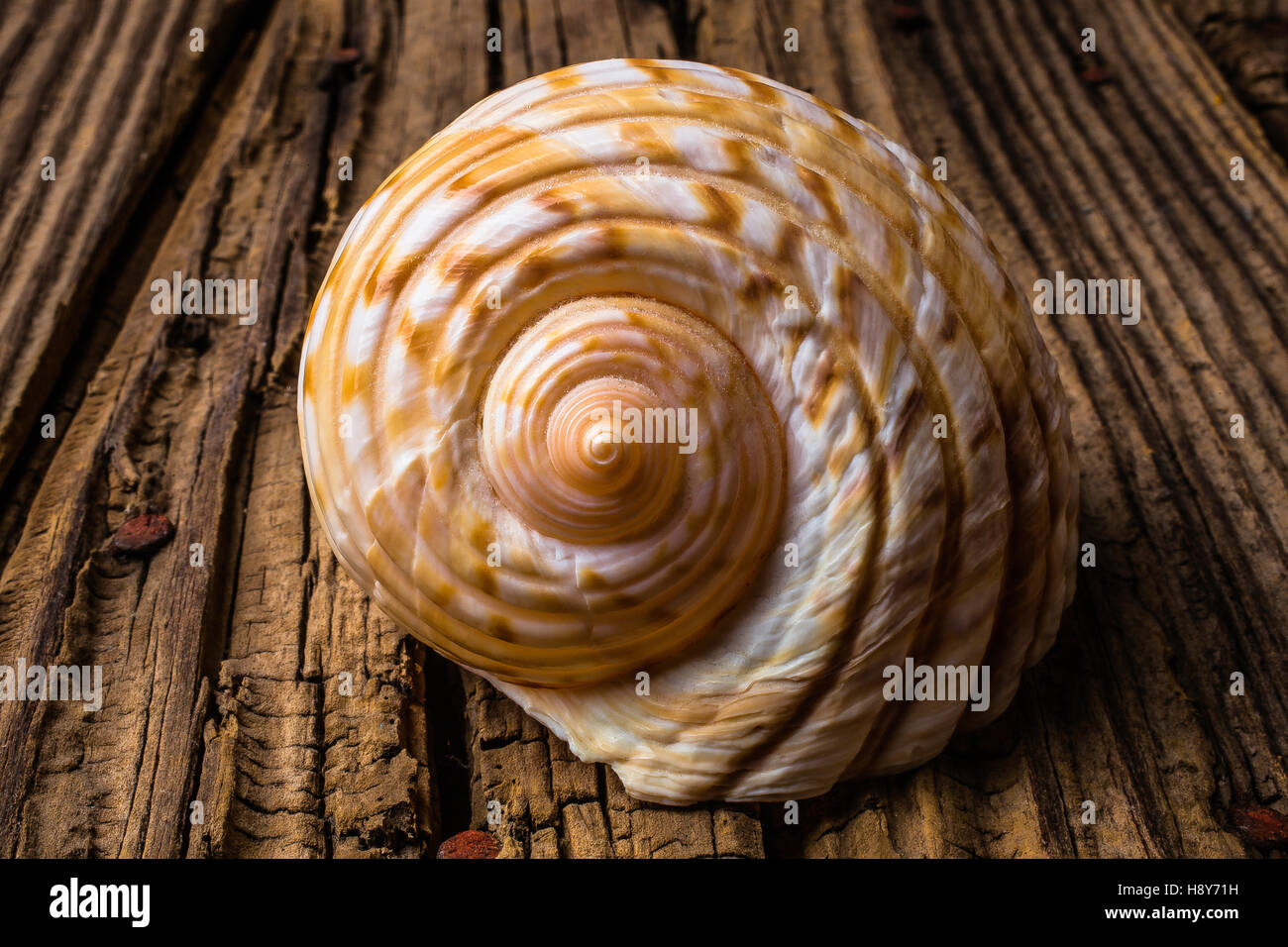 Conchiglia di mare studiare in toni di marrone Foto Stock