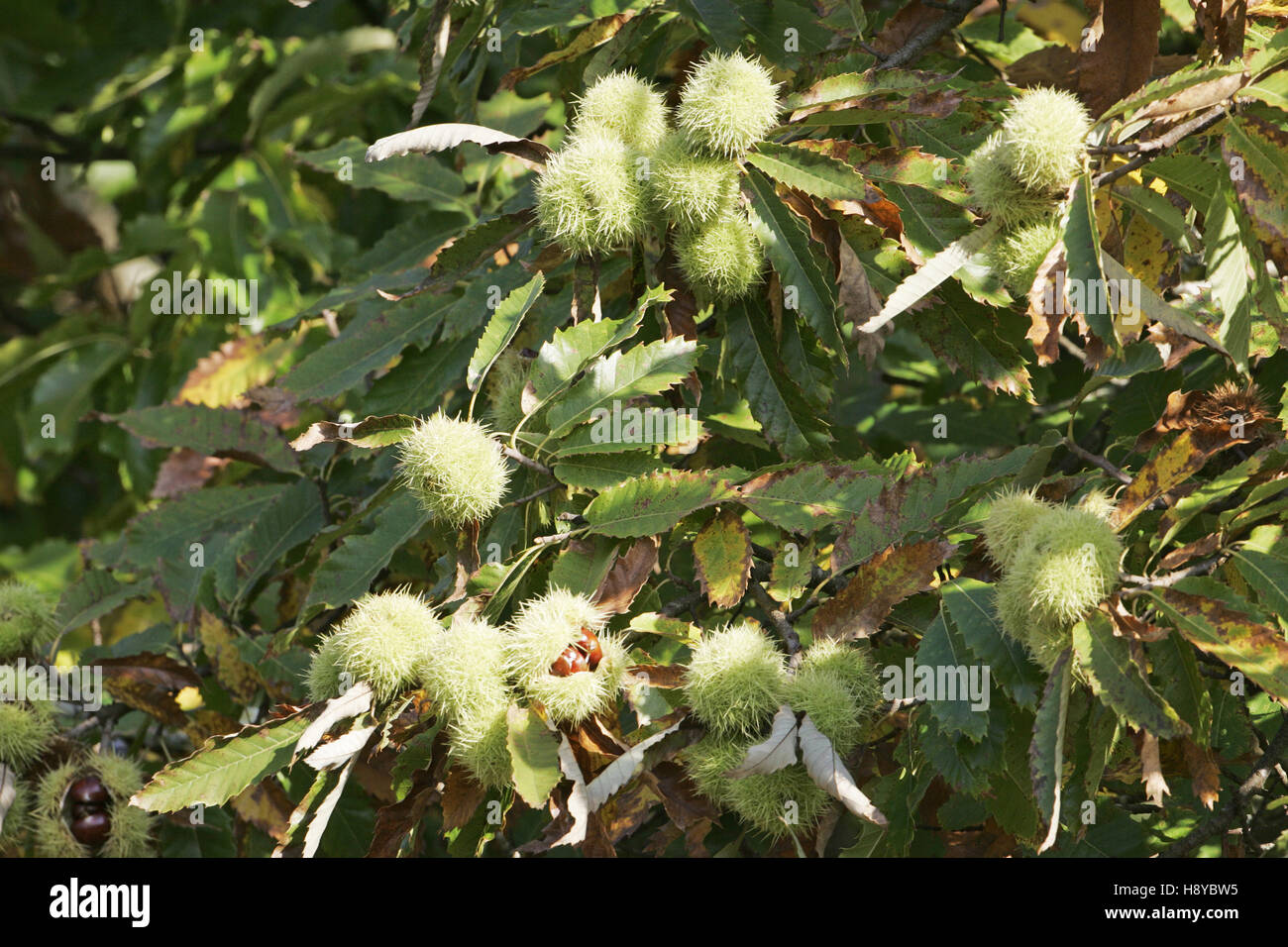 Sweet Chestnut Castanea sativa Backley Inclosure New Forest National Park Hampshire Inghilterra Foto Stock