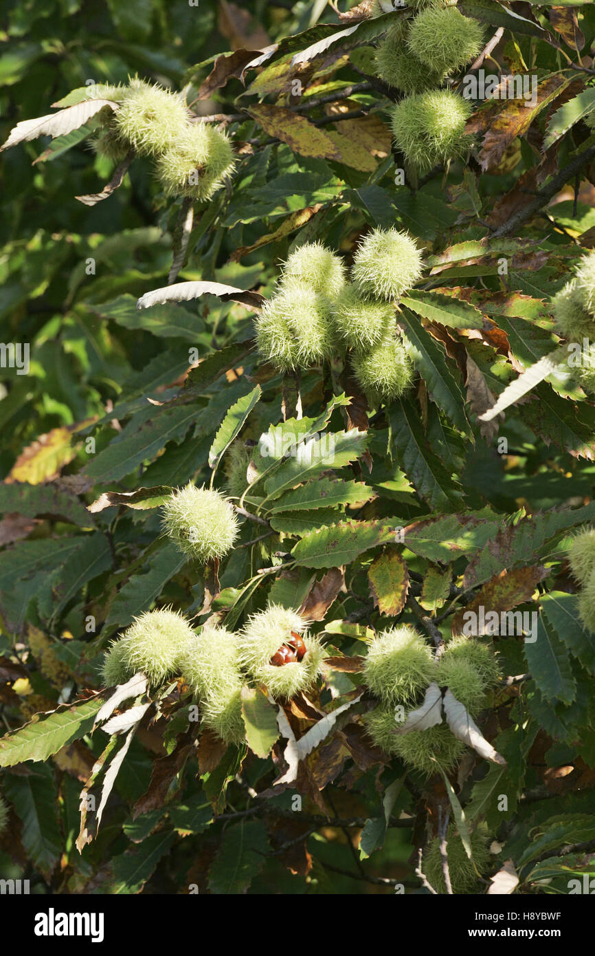 Sweet Chestnut Castanea sativa Backley Inclosure New Forest National Park Hampshire Inghilterra Foto Stock