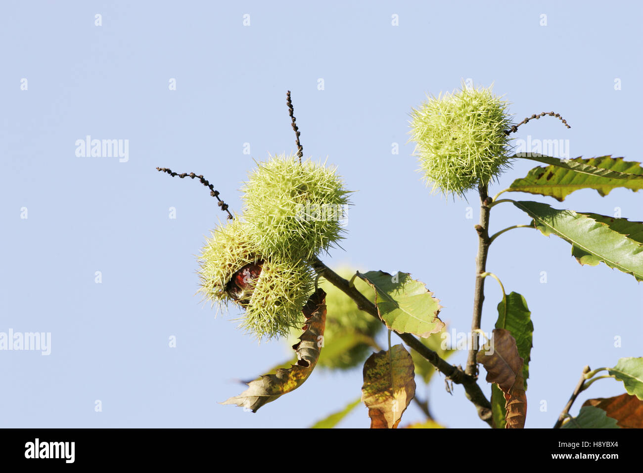 Sweet Chestnut Castanea sativa Backley Inclosure New Forest National Park Hampshire Inghilterra Foto Stock