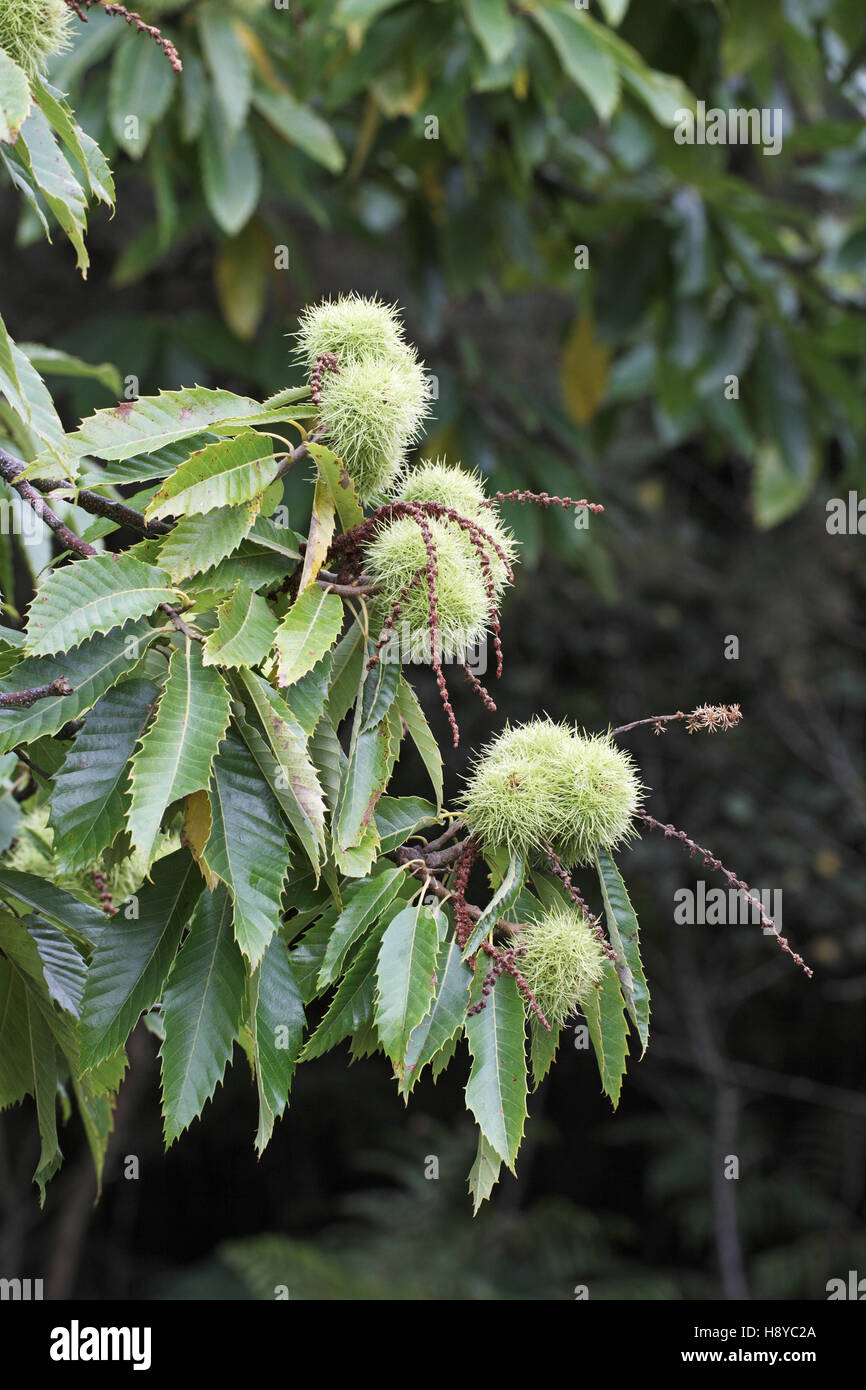 Sweet Chestnut Castanea sativa frutto Foto Stock