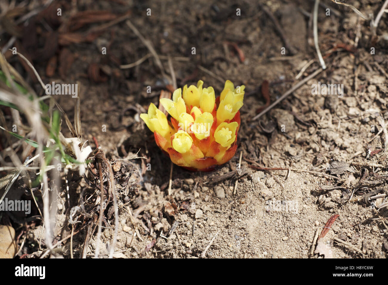 Cytinus Cytinus hypocistis Foto Stock