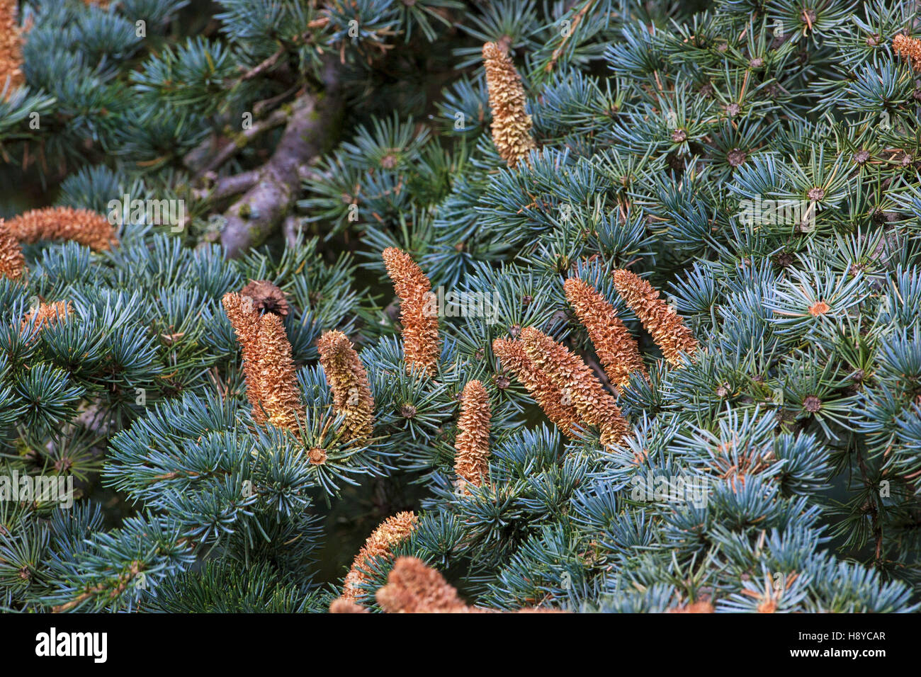 Atlas Blue cedro cedro atlantica glauca fiori Hayes Centro Conferenze Swanwick Derbyshire England Regno Unito Foto Stock