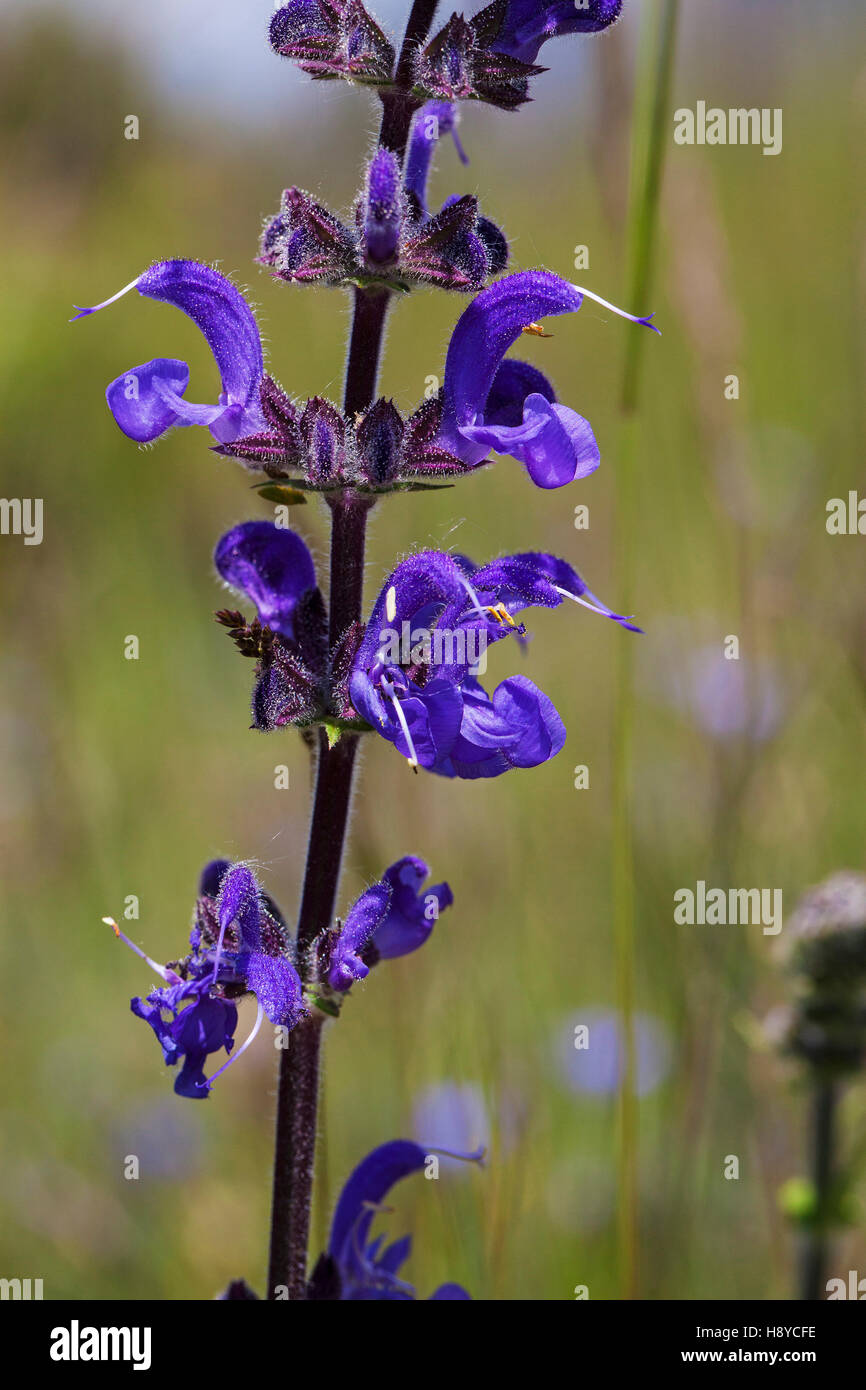 Prato salvia sclarea pratensis Vercors Parco naturale regionale Francia Foto Stock