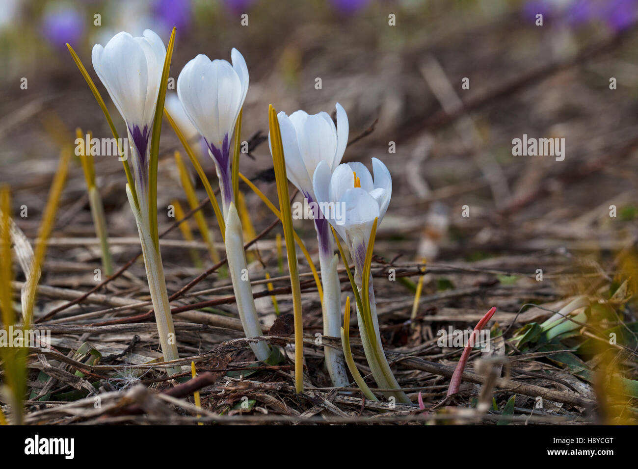 Viola crocus crocus vernus Font d'Urle Vercors Parco naturale regionale Francia Foto Stock