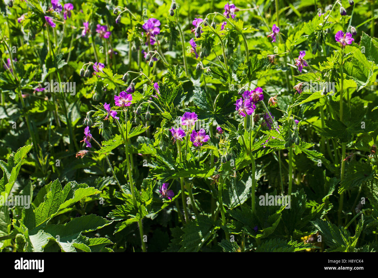 Dusky cranesbill Geranio phaeum vicino al Col de Vassieux Vercors Parco naturale regionale Francia Foto Stock