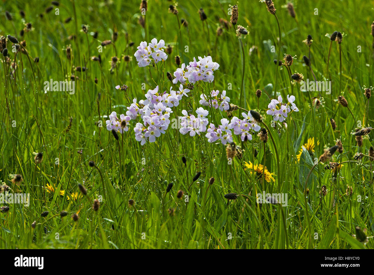 Il cuculo fiore cardamine pratensis e Ribwort plaintain Planzago lanceolata in acqua prati Ringwood Hampshire England Regno Unito Foto Stock