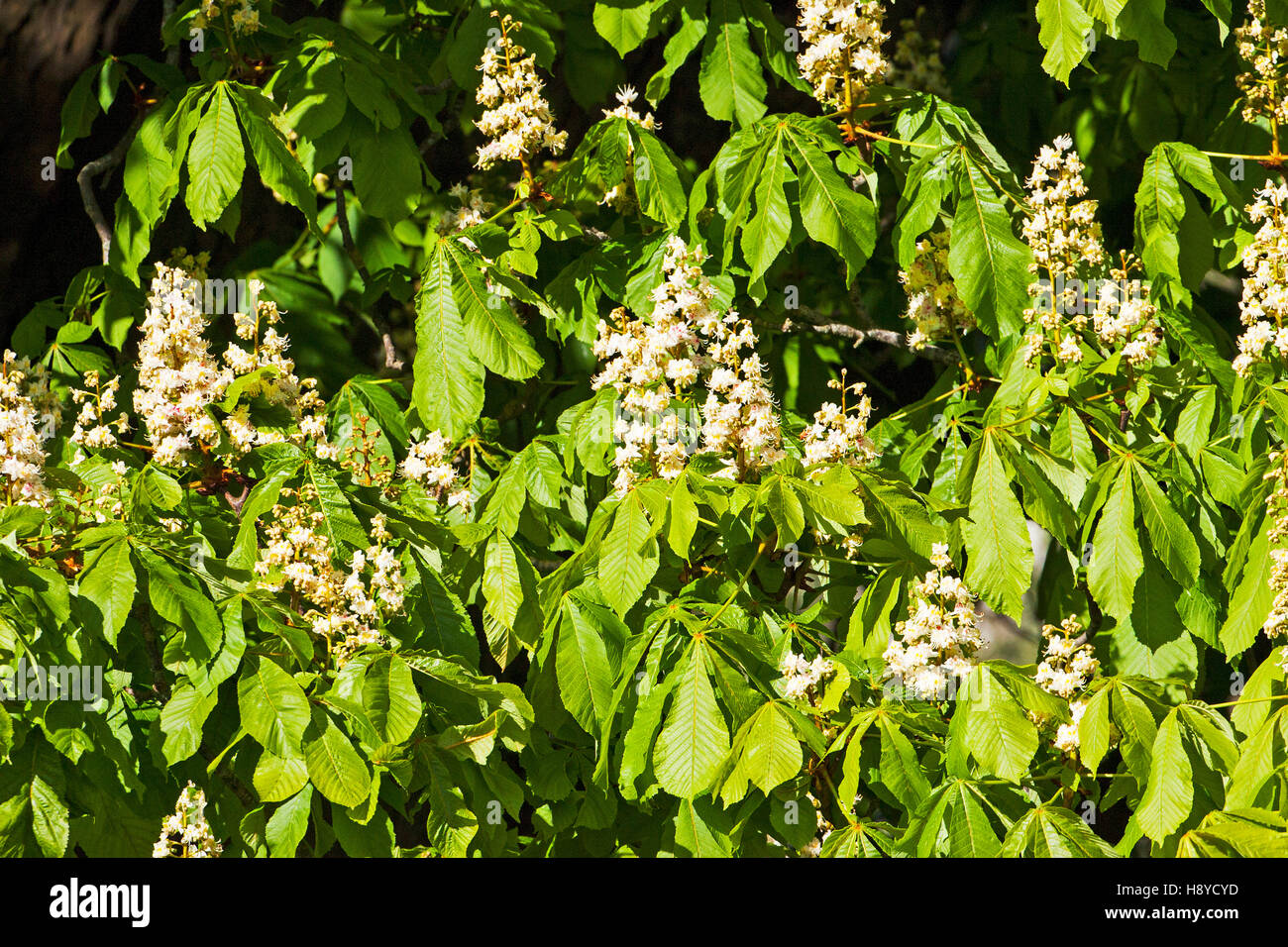 Ippocastano Aesculus hippocastanum Ringwood Hampshire England Regno Unito Foto Stock