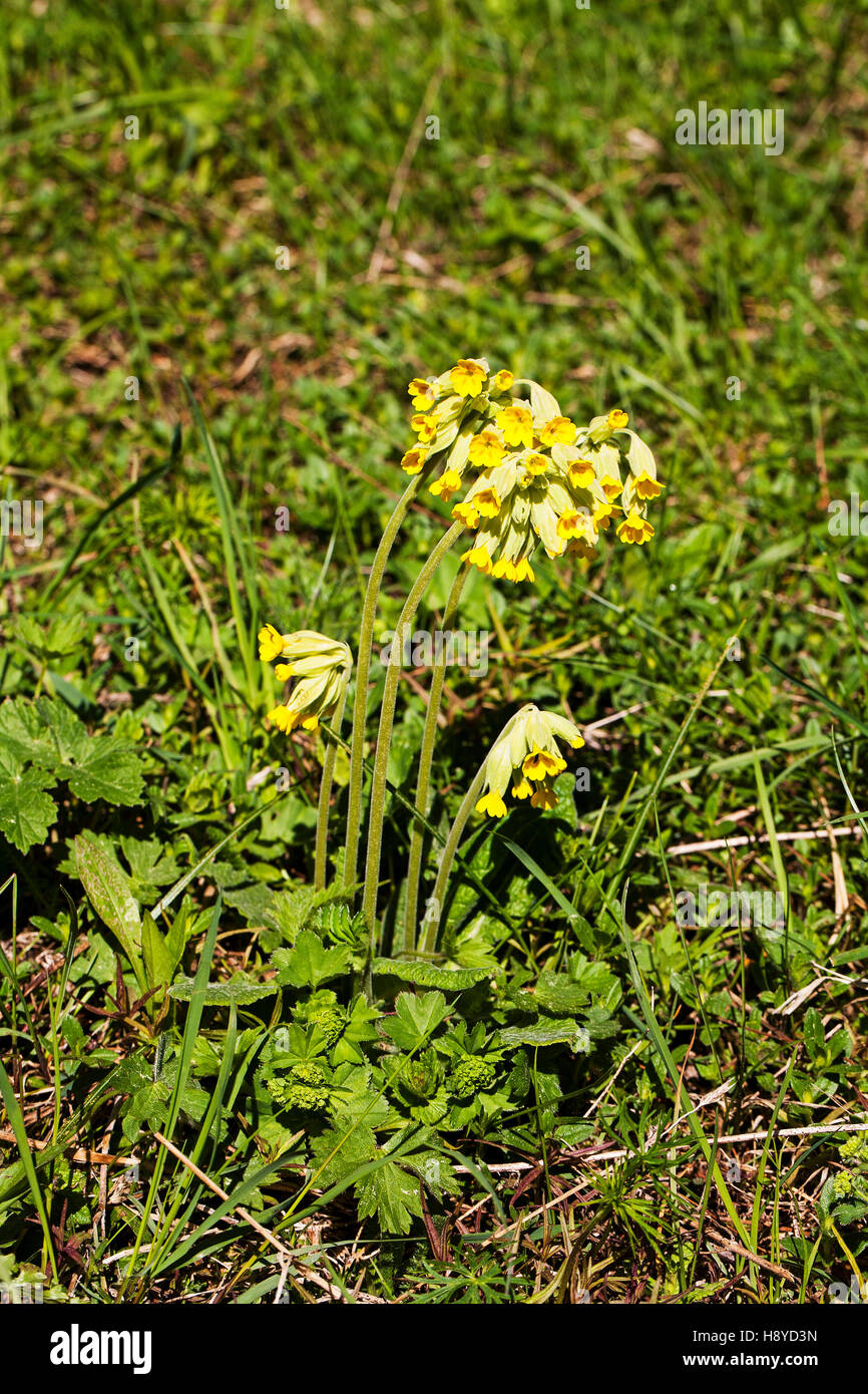 Cowslip Primula veris Vercors Parco Naturale Regionale del Vercors Francia Maggio 2015 Foto Stock