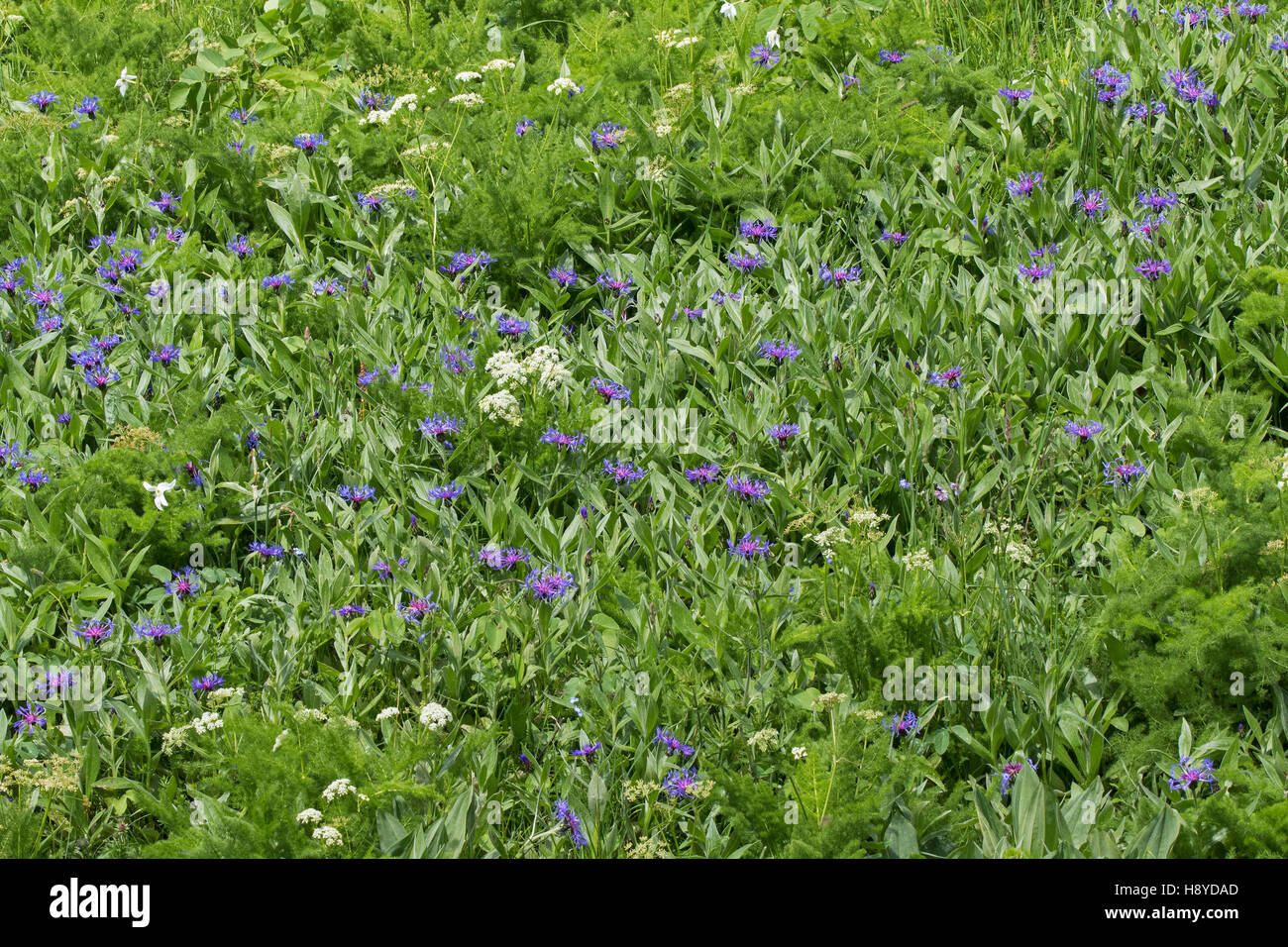 Fiordaliso di montagna la Centaurea montana e Spignel Meum athamanticum Vallon de Combeau Vercors Parco Naturale Regionale del Vercors Francia, giugno 2016 Foto Stock