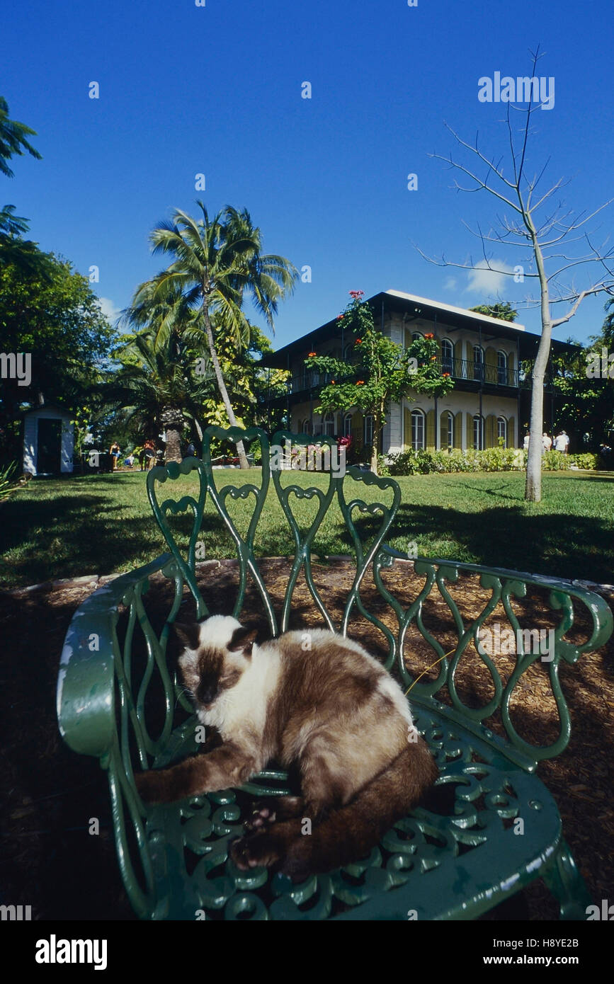 Un gatto dormiente alla casa e museo Ernest Hemingway. Key West. Florida. STATI UNITI Foto Stock