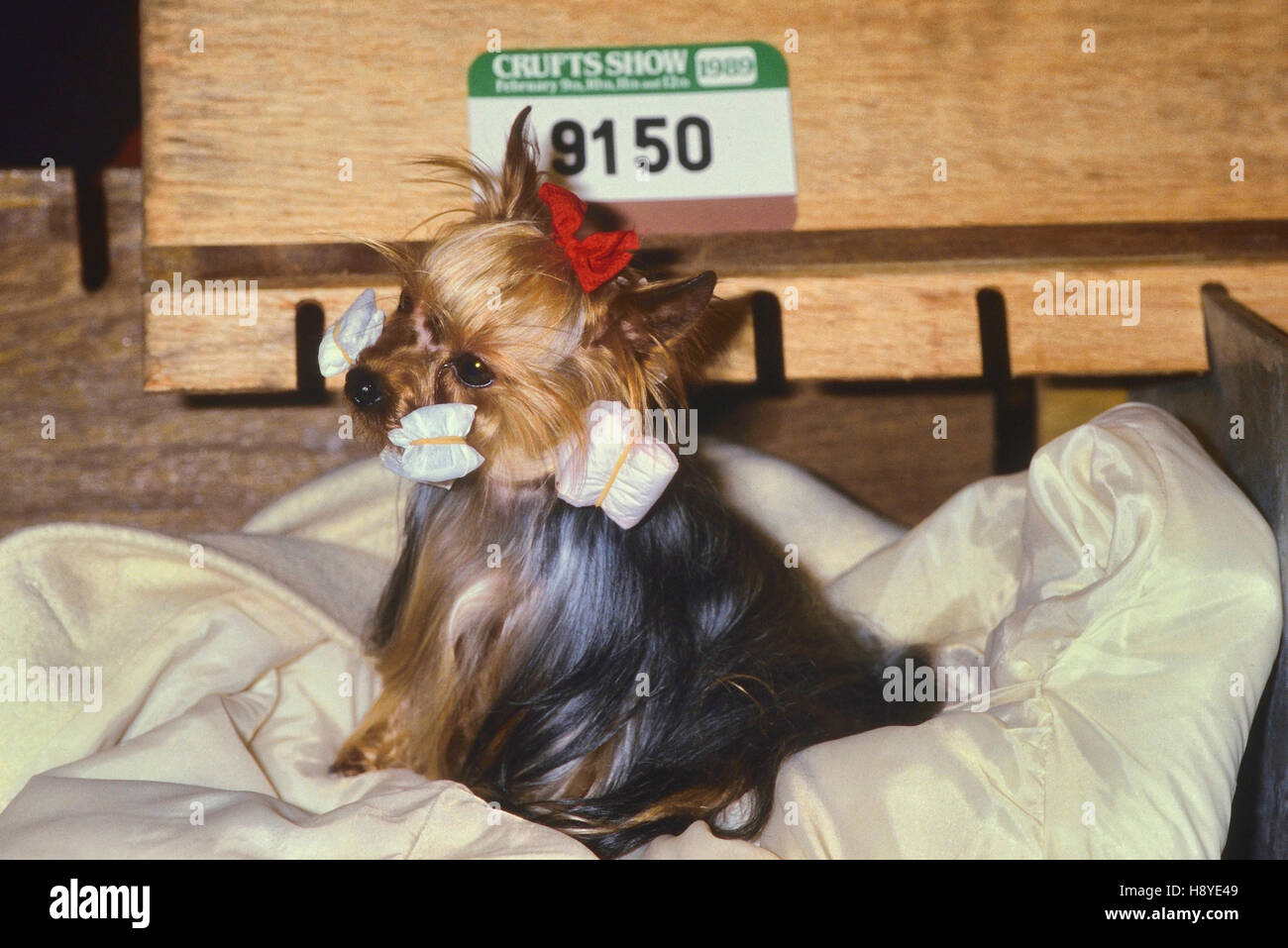 Il Crufts dog show. Earls Court. Londra. Circa 1989 Foto Stock