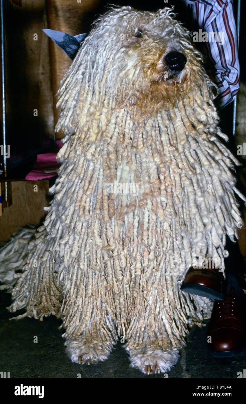 Il Crufts dog show. Earls Court. Londra. Circa 1989 Foto Stock