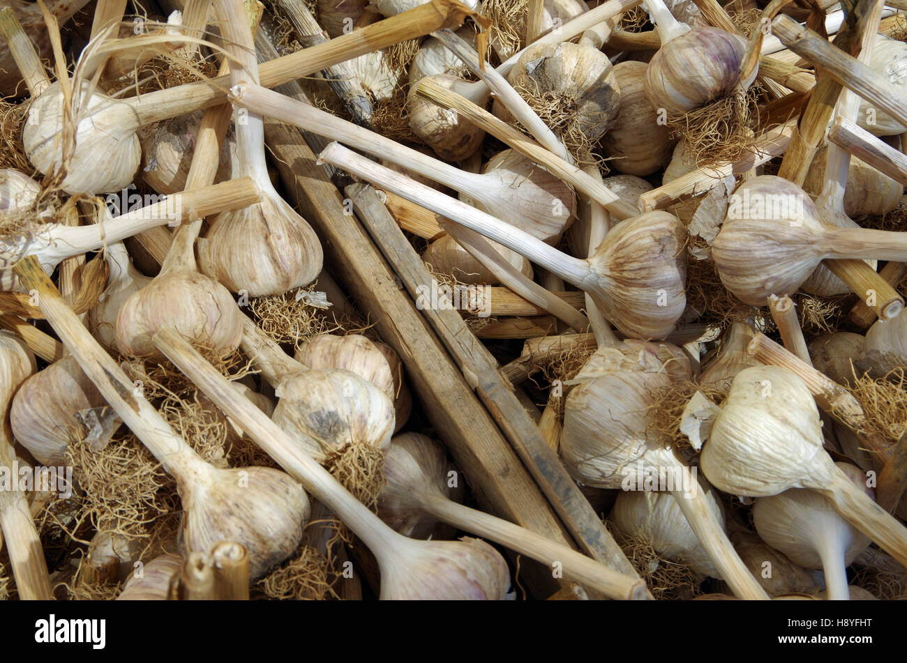 Rustico bulbi di aglio con lunghi steli in legno da mercato degli agricoltori delle casse Foto Stock