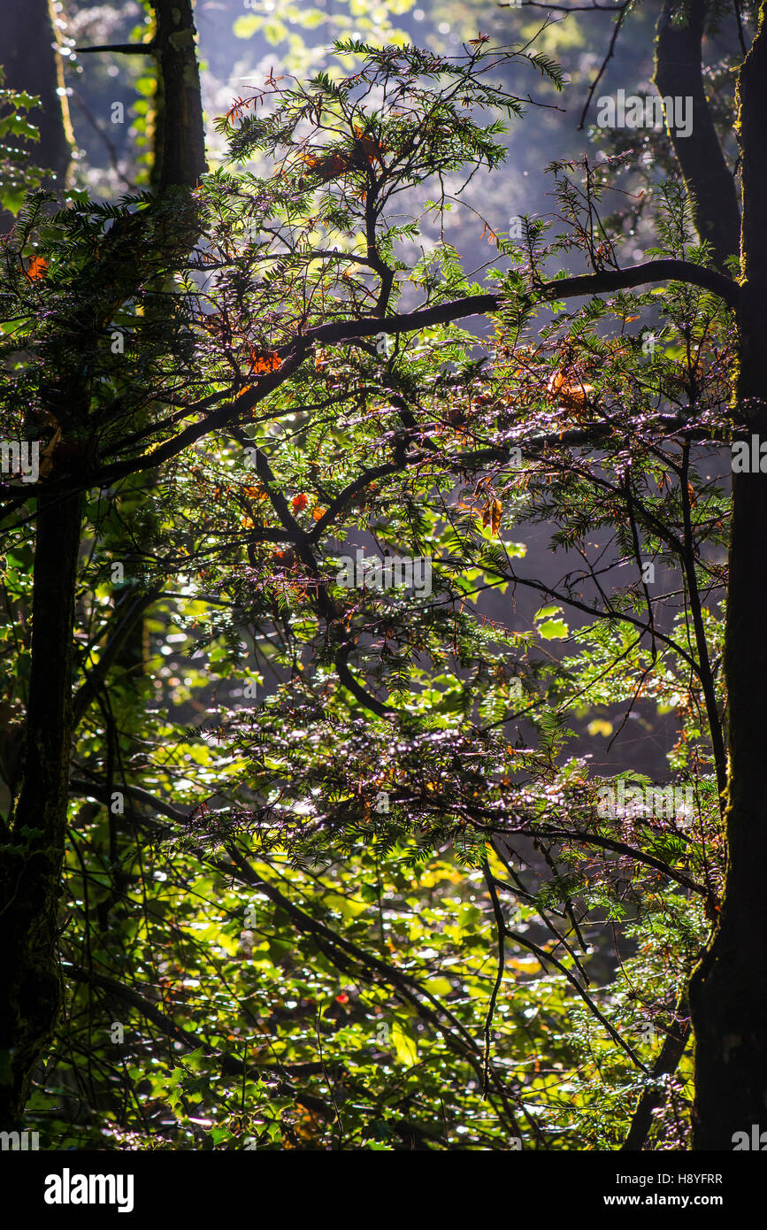 FORET DOMANIAL de la Sainte Baume Var Francia 83 Foto Stock