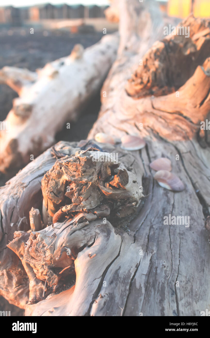 Seashell su una tavola di legno albero morto. Foto Stock Seashell su una tavola di legno albero morto. Foto Stock