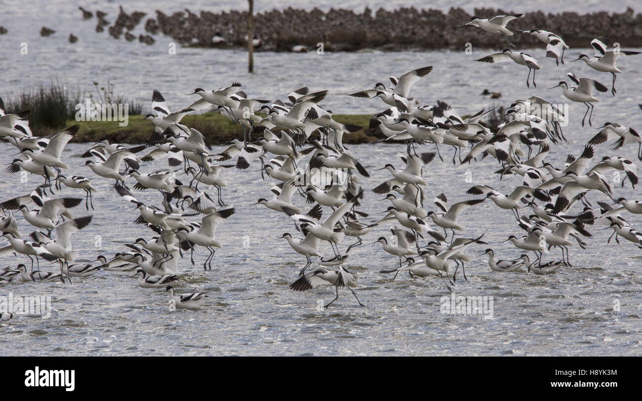 Avocette, Recurvirostra avosetta, gregge in volo a laguna costiera. Foto Stock