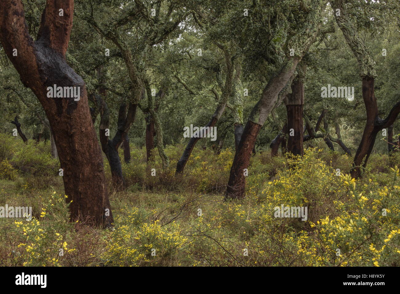 Cork Oak dehesa, recentemente raccolti di alberi in primavera. Sierra de Grazalema, Andalusia Spagna del sud. Foto Stock