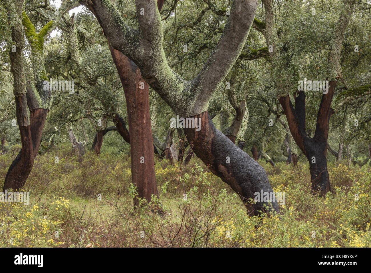 Cork Oak dehesa, recentemente raccolti di alberi in primavera. Sierra de Grazalema, Andalusia Spagna del sud. Foto Stock