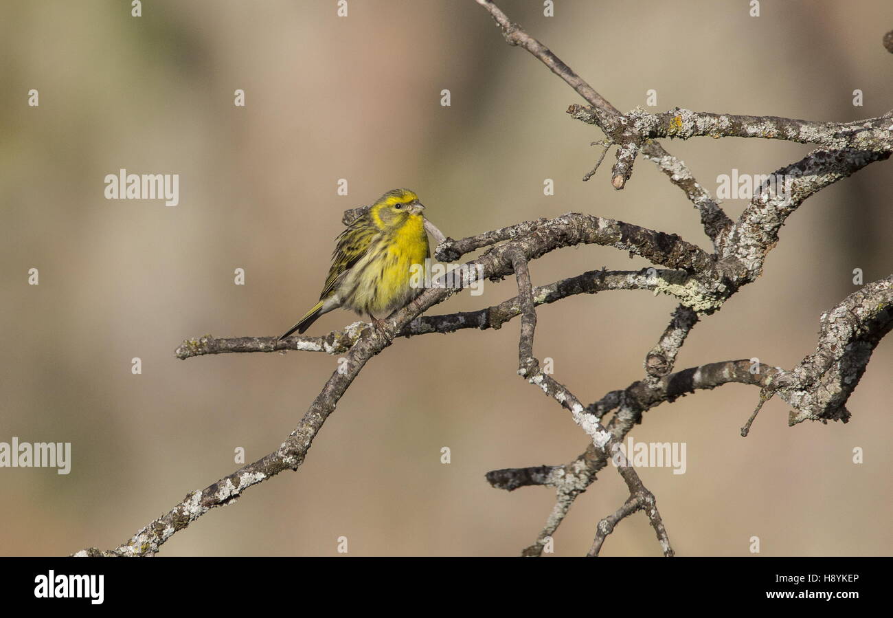 Maschio, il verzellino Serinus serinus in allevamento piumaggio appollaiato sul ramo in primavera. Spagna. Foto Stock