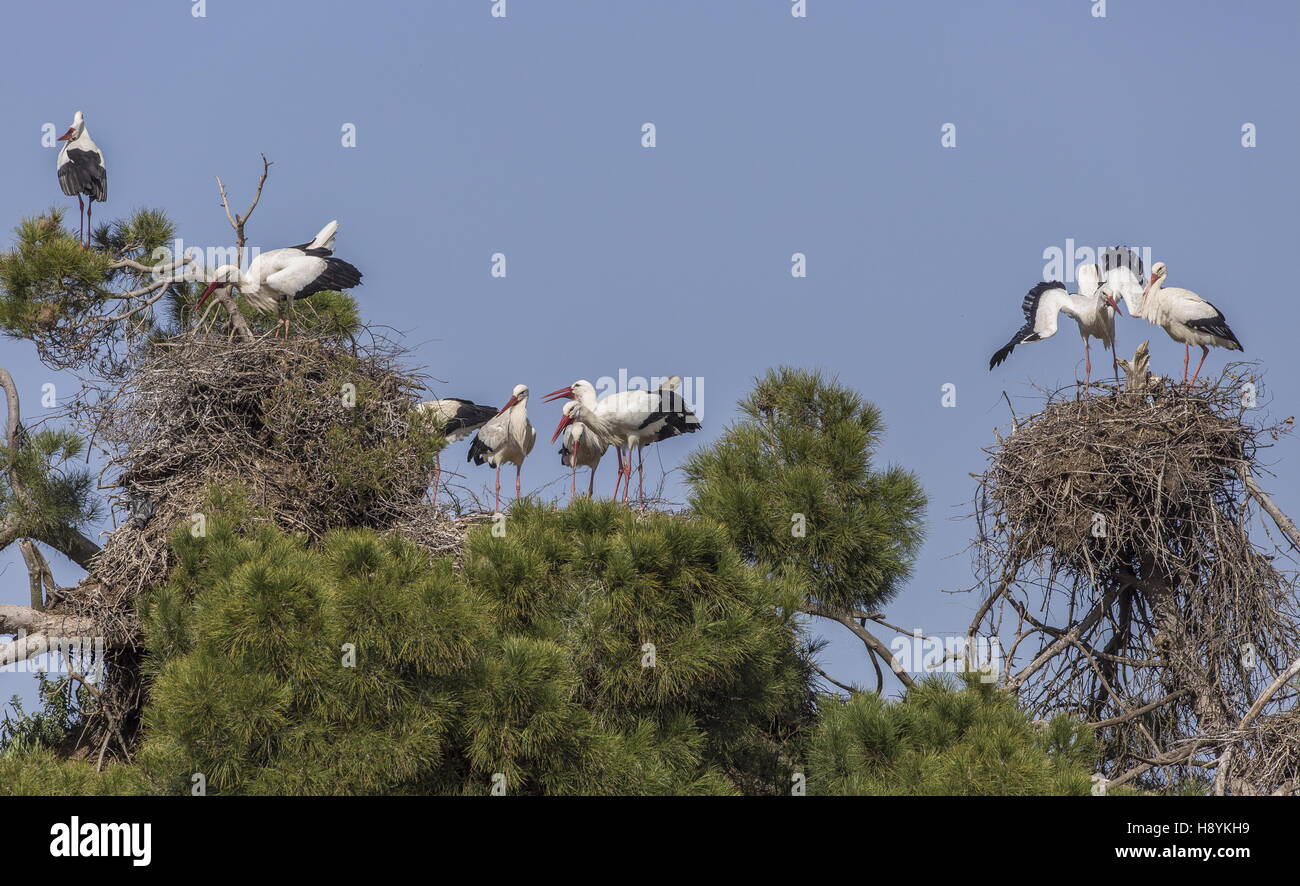 Allevamento di colonia di cicogne bianche, Ciconia ciconia, in vecchi pini, Extremadura, il sud-ovest della Spagna Foto Stock