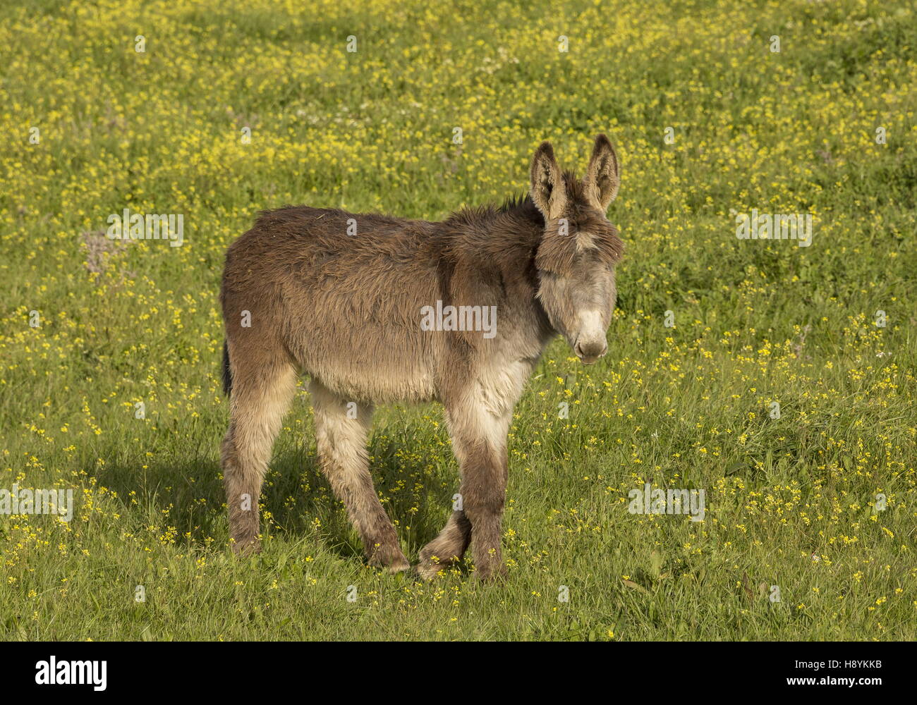 Asino in pascoli fioriti; Spagna. Foto Stock