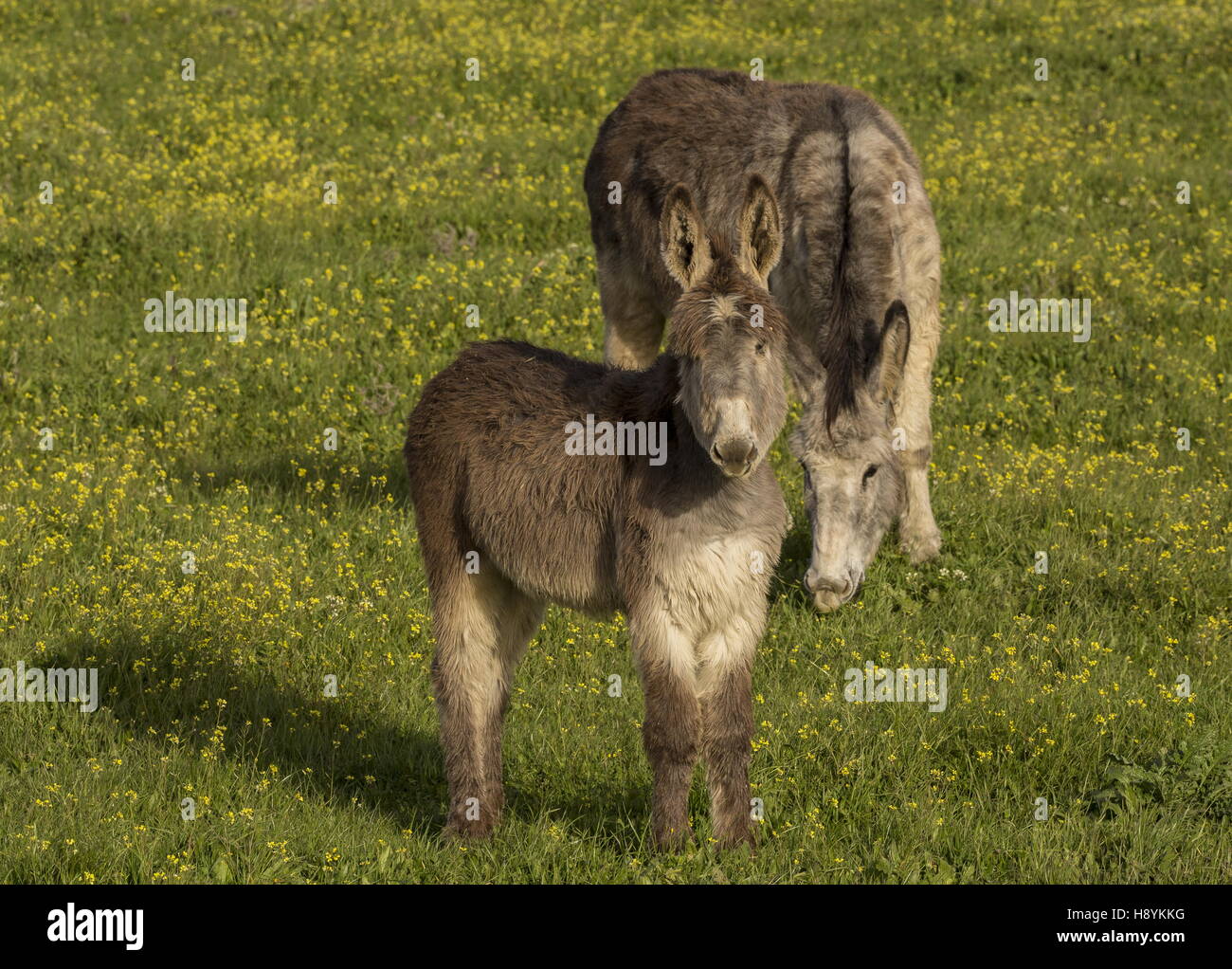 Asino in pascoli fioriti; Spagna. Foto Stock
