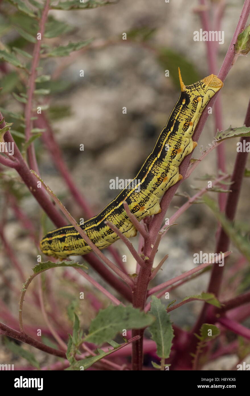 Bianco-rivestita sphinx, Hyles lineata caterpillar, si nutrono di enagra, deserto californiano. Foto Stock