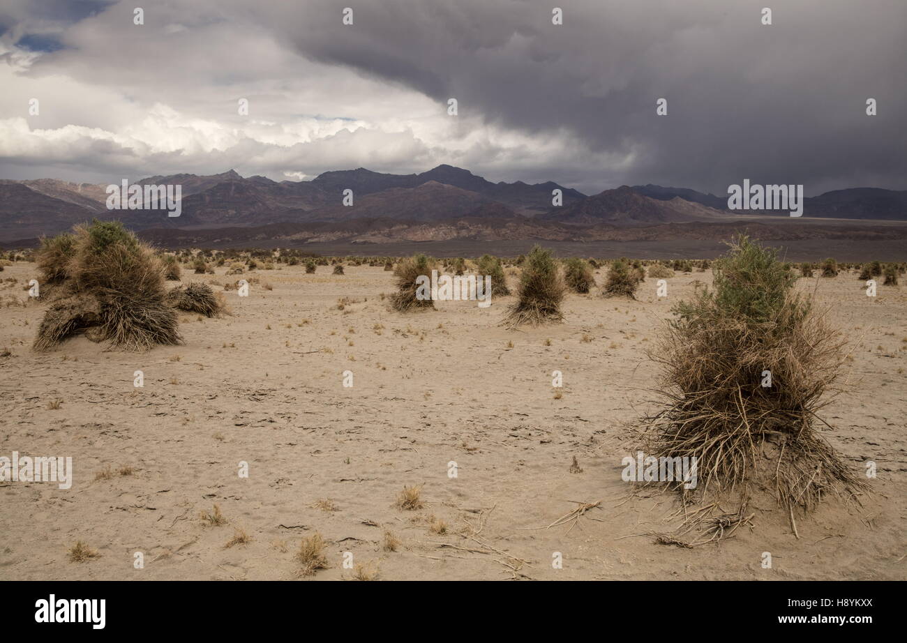 Il Devil's cornfield, Death Valley - deserto sabbioso con ciuffi di freccia-erbaccia, California. Foto Stock