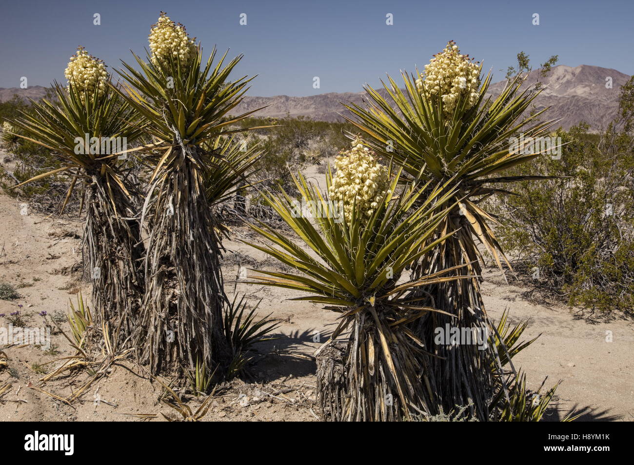 Mojave yucca o spagnolo pugnale, Yucca schidigera, in fiore, Joshua Tree National Park, California. Foto Stock