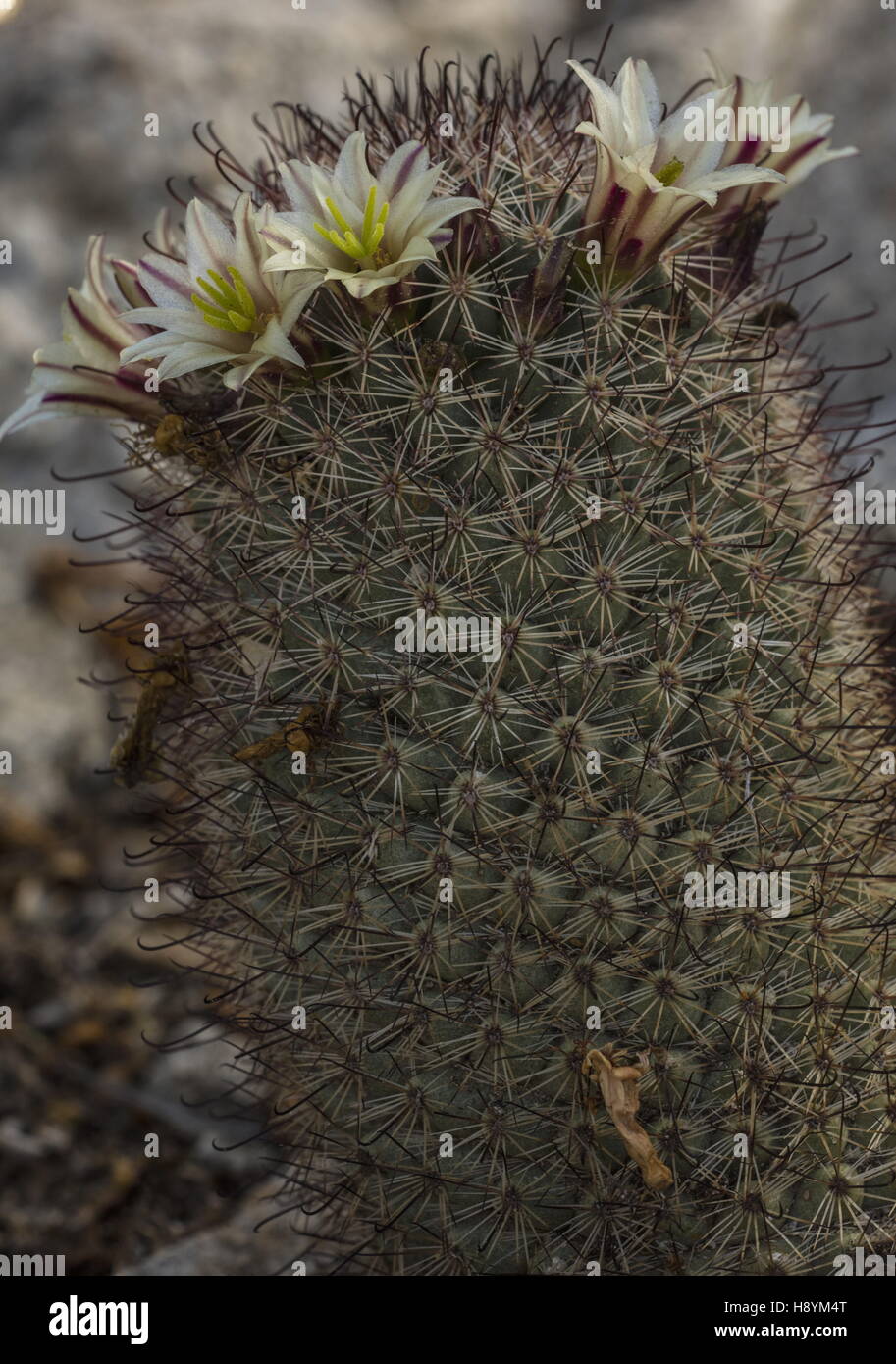 Strawberry cactus o California fishhook cactus, Mammillaria dioica, in fiore; Deserto Sonoran, California. Foto Stock