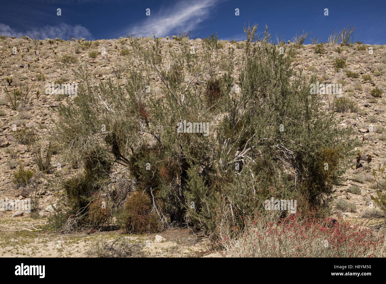 Desert Ironwood, Olneya Tesota, con pesanti infestazioni di deserto di vischio, Phoradendron californicum, deserto Sonoran, Californi Foto Stock