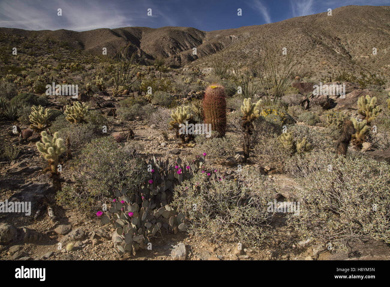 Cactus-ricco in pendenza il Anza-Borrego Desert State Park, Deserto Sonoran, California. Foto Stock