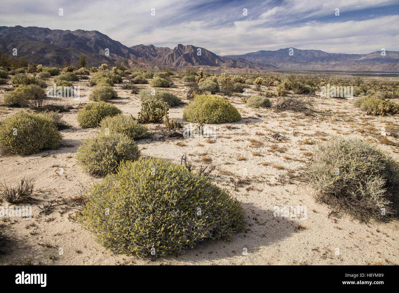 Deserto californiano dominato dal burro bush, Ambrosia dumosa, a Yaqui appartamenti, Anza-Borrego Desert State Park, Deserto Sonoran, Cal Foto Stock