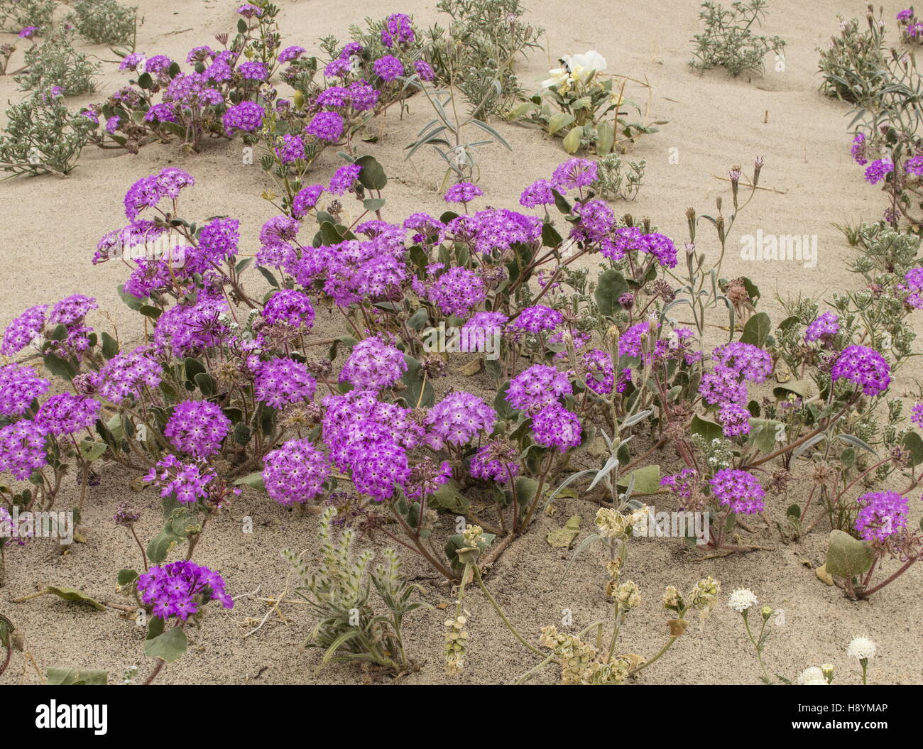 La verbena sabbia, Abronia villosa in fiore in Anza-Borrego, deserto Sonoran, California. Foto Stock