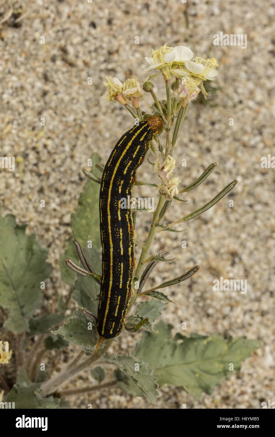 Bianco-rivestita sphinx, Hyles lineata caterpillar, alimentando su Brown-eyed primrose, deserto californiano. Foto Stock