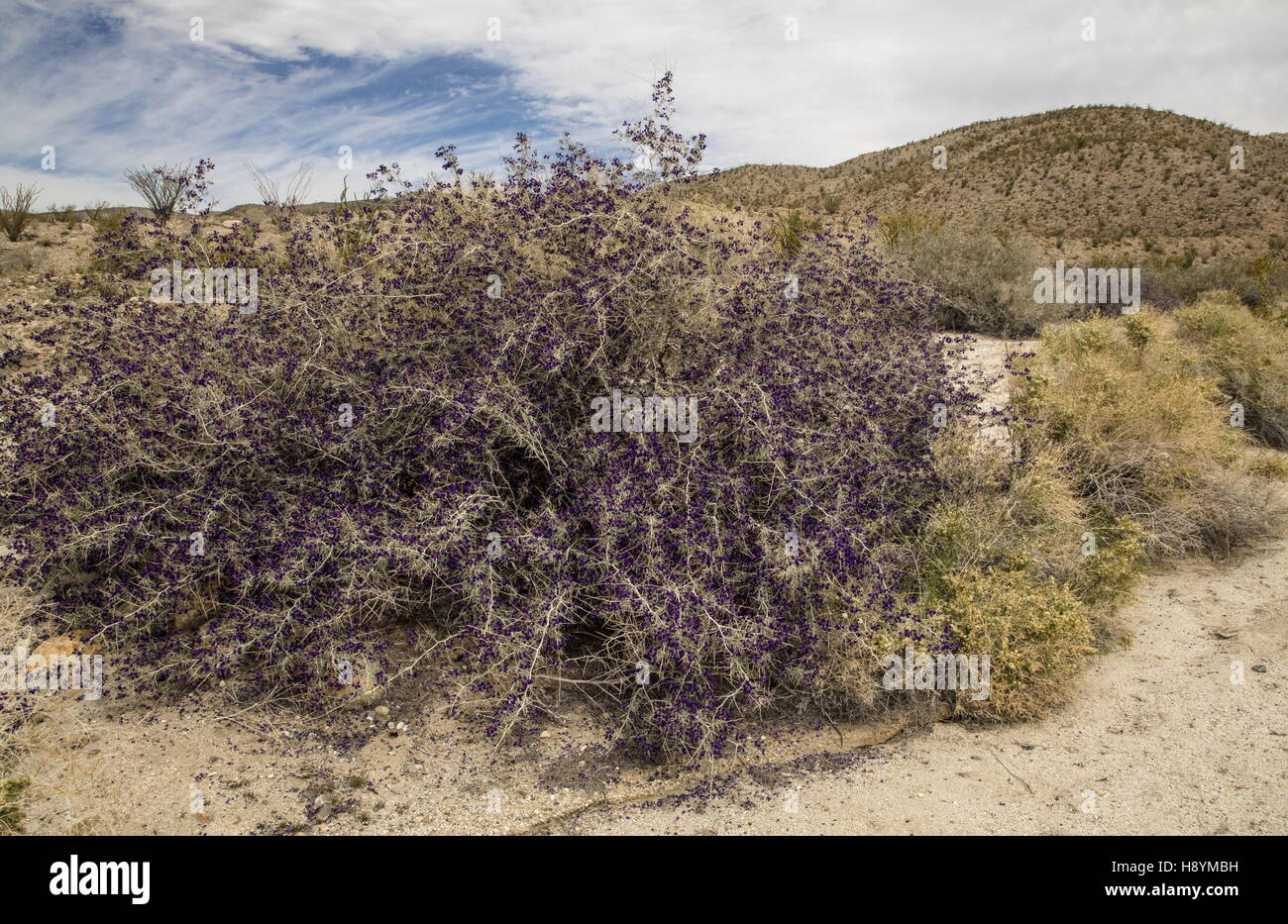 Schott's dalea o Indigo Bush, Psorothamnus schottii, in fiore nei Anza-Borrego, il Deserto Sonoran, California. Foto Stock