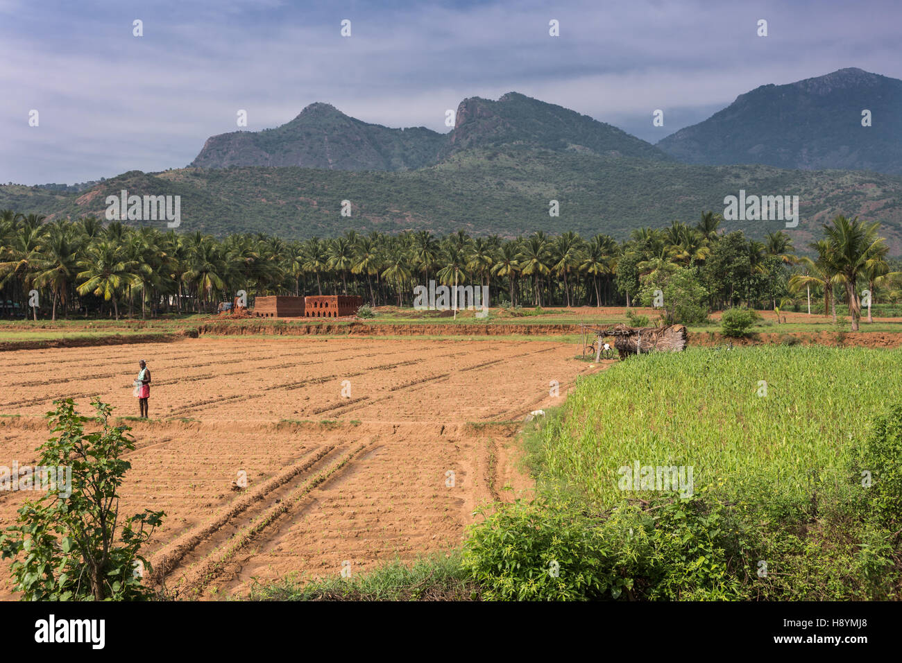 Paesaggio rurale vicino Karattupatti in Tamil Nadu. Foto Stock
