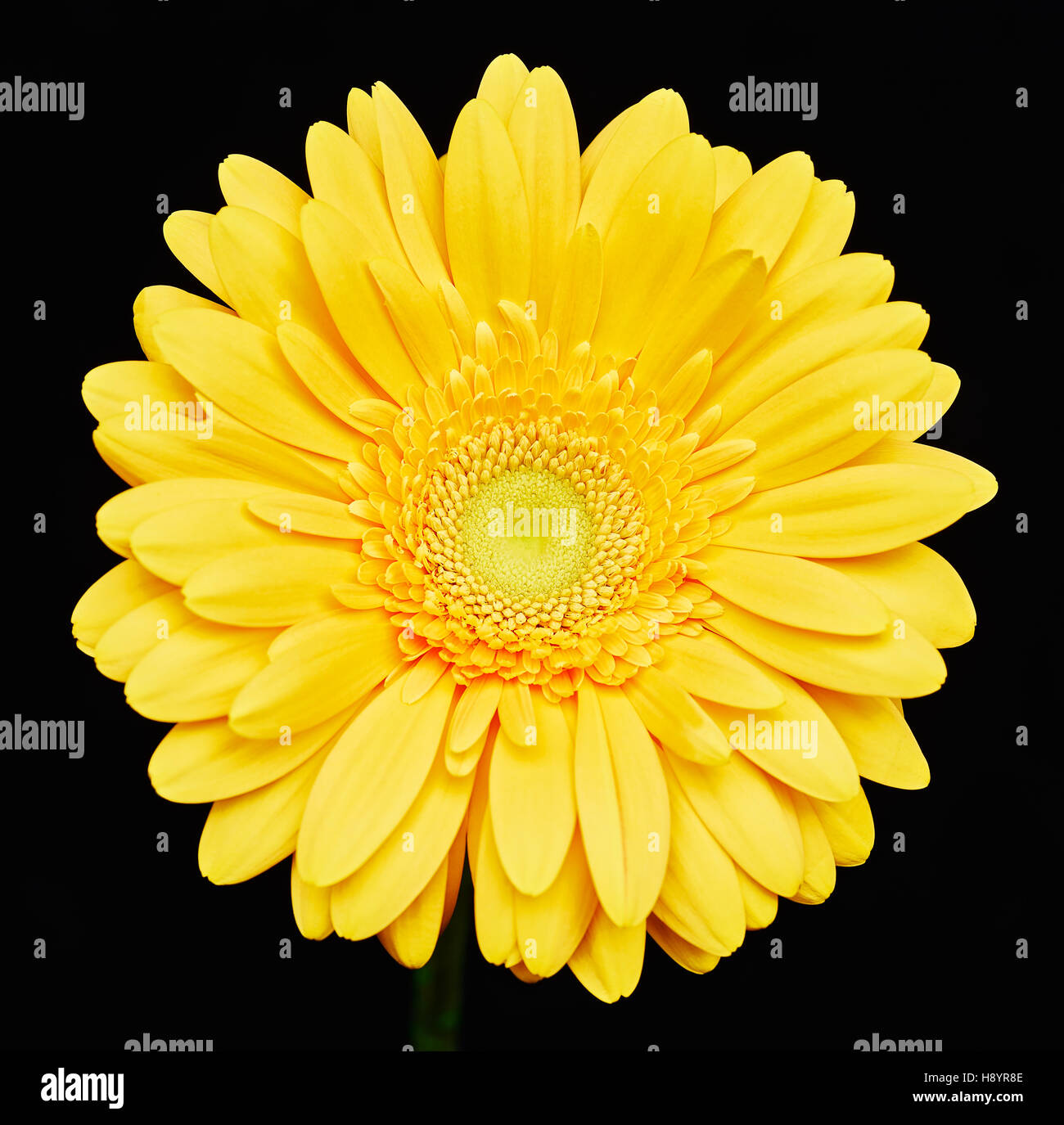 Tagete giallo o gerbera su sfondo nero Foto Stock