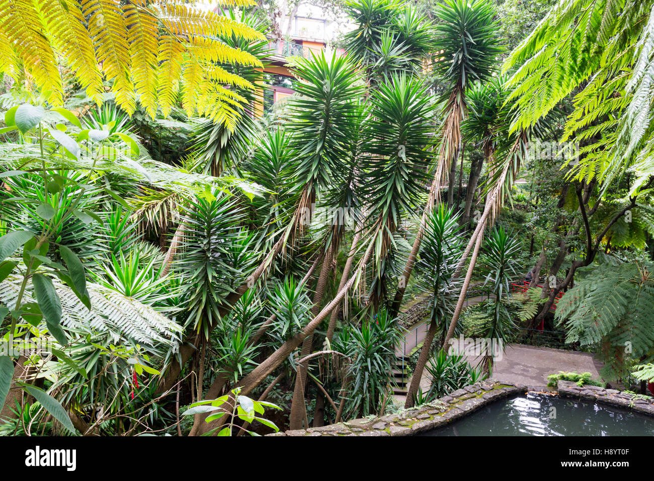 Alberi tropicali a Jardim Giardino Tropicale a Funchal. Grande parco tropicale con varie aree tematiche. Foto Stock